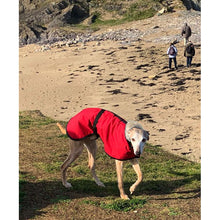 Load image into Gallery viewer, whippet coat on the beach. joey our favourite whippet model
