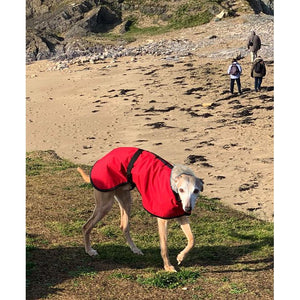 whippet coat on the beach. joey our favourite whippet model