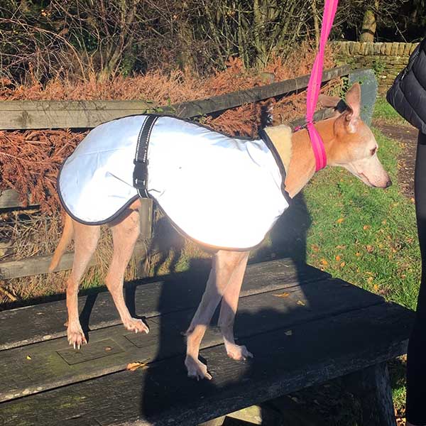 fully reflective greyhound coats. ultimate safety in the dark 