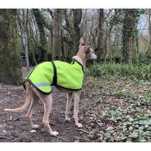 Load image into Gallery viewer, A trendy whippet in his reflective coat ready for a walk in the woods
