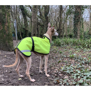 A trendy whippet in his reflective coat ready for a walk in the woods