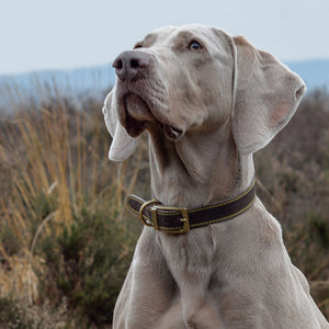 Weimaraner dog wearing leather British made ancol dog collar in sable brown