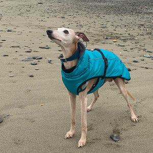 what is the warmest greyhound / whippet coat