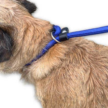Load image into Gallery viewer, Border terrier slip lead
