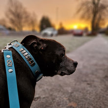 Load image into Gallery viewer, Staffordshire Bull Terrier Collars
