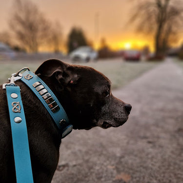 Pink staffy collars hotsell