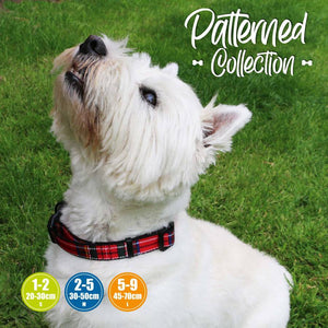 red tartan dog collar on a westie - west highland white terrier in tartan