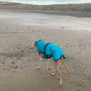 best winter greyhound whippet coat. super warm