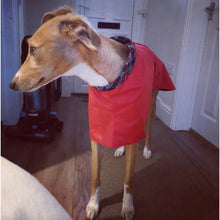 Load image into Gallery viewer, lightweight greyhound coat. high-collar with velcro slip over head and fasten belt
