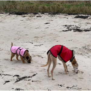 joey the whippet in his whippet jacket and harley the border terrier in her pink dog coat