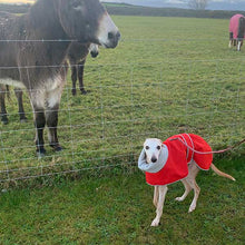 Load image into Gallery viewer, best whippet coat for use with a harness underneath
