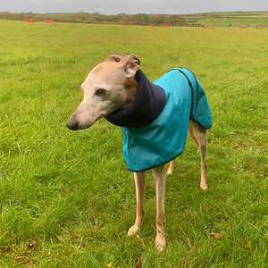 best winter greyhound coat with snood