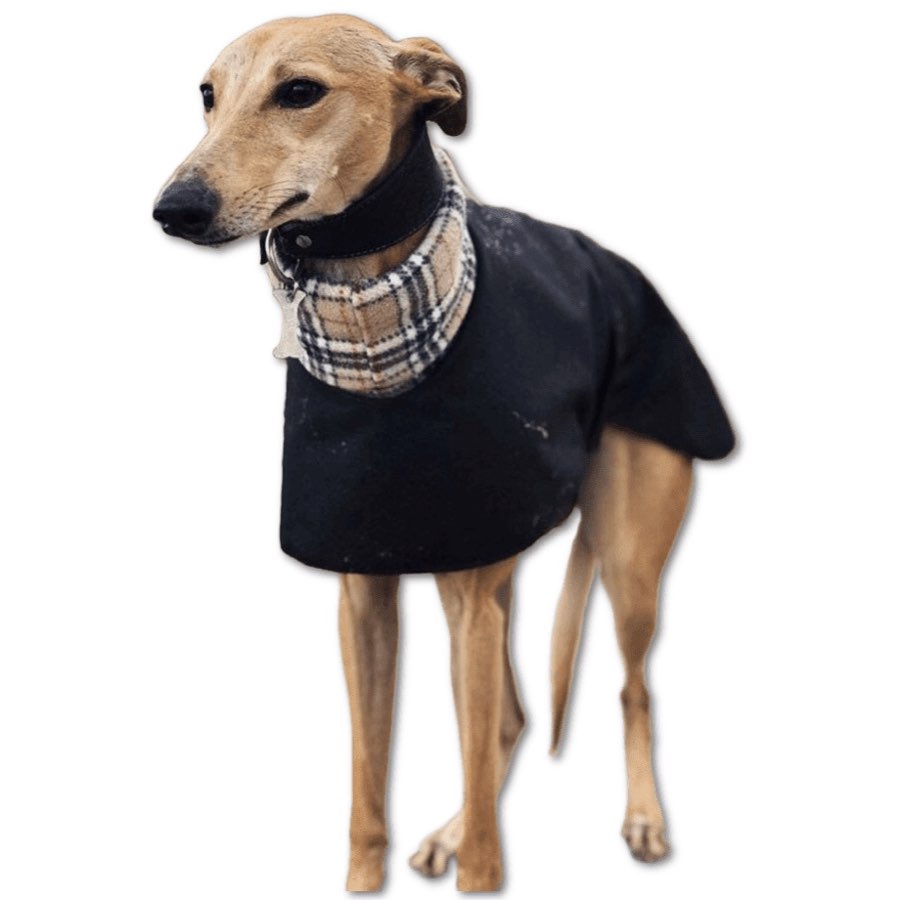 Customisable whippet coat with choice of fleece linings and harness hole. Saluki