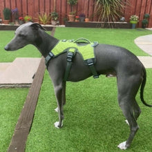 Load image into Gallery viewer, ferris the whippet in an escape proof harness with 3 straps and control handle 
