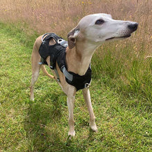 Load image into Gallery viewer, joey the whippet. black harness for sighthounds
