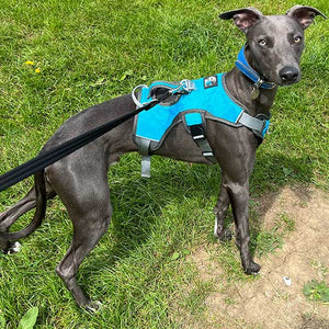 Snootiful Hound Greyhound Harness/Whippet Harness – Escape Proof Dog Harness For Lurchers And Sighthounds – 3 Point Harness – Padded, No Escape, Non Slip (Grey, XS - Foto 2