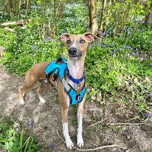 Load image into Gallery viewer, whippet harness - turquoise escape proof

