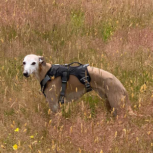black greyhound lurcher harness escape proof