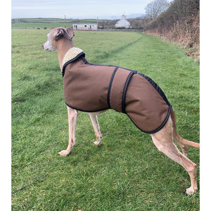 whippet posing in a waxed whippet coat by kellings dog coats uk