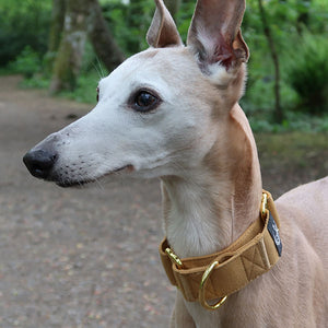 do i need a martingale collar for my whippet 
