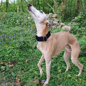 how to stop greyhound pulling - martingale collar