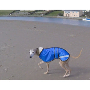 joey in his royal blue whippet coats for winter