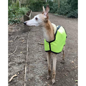 Reflective whippet coat in the woods. Joey with his ears up looking for squirrels
