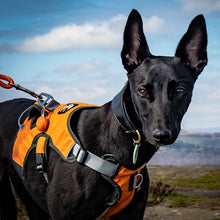 Load image into Gallery viewer, What is the best harness for greyhound or whippet
