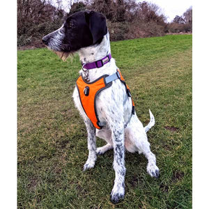 orange escape proof dog harness with front control leash attachment