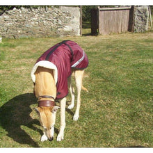 Load image into Gallery viewer, greyhound wearing a wine coloured waterproof fleece lined dog coat stylish
