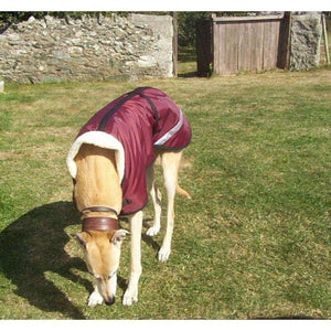 greyhound wearing a wine coloured waterproof fleece lined dog coat stylish
