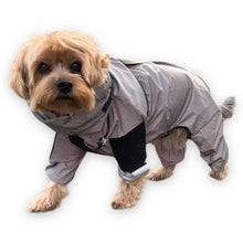 Load image into Gallery viewer, Yorkshire terrier Pippin in trouser suit

