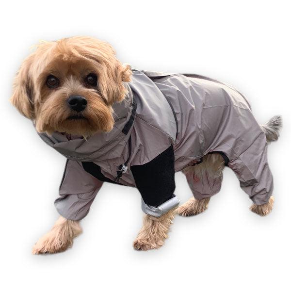 Yorkshire terrier Pippin in trouser suit